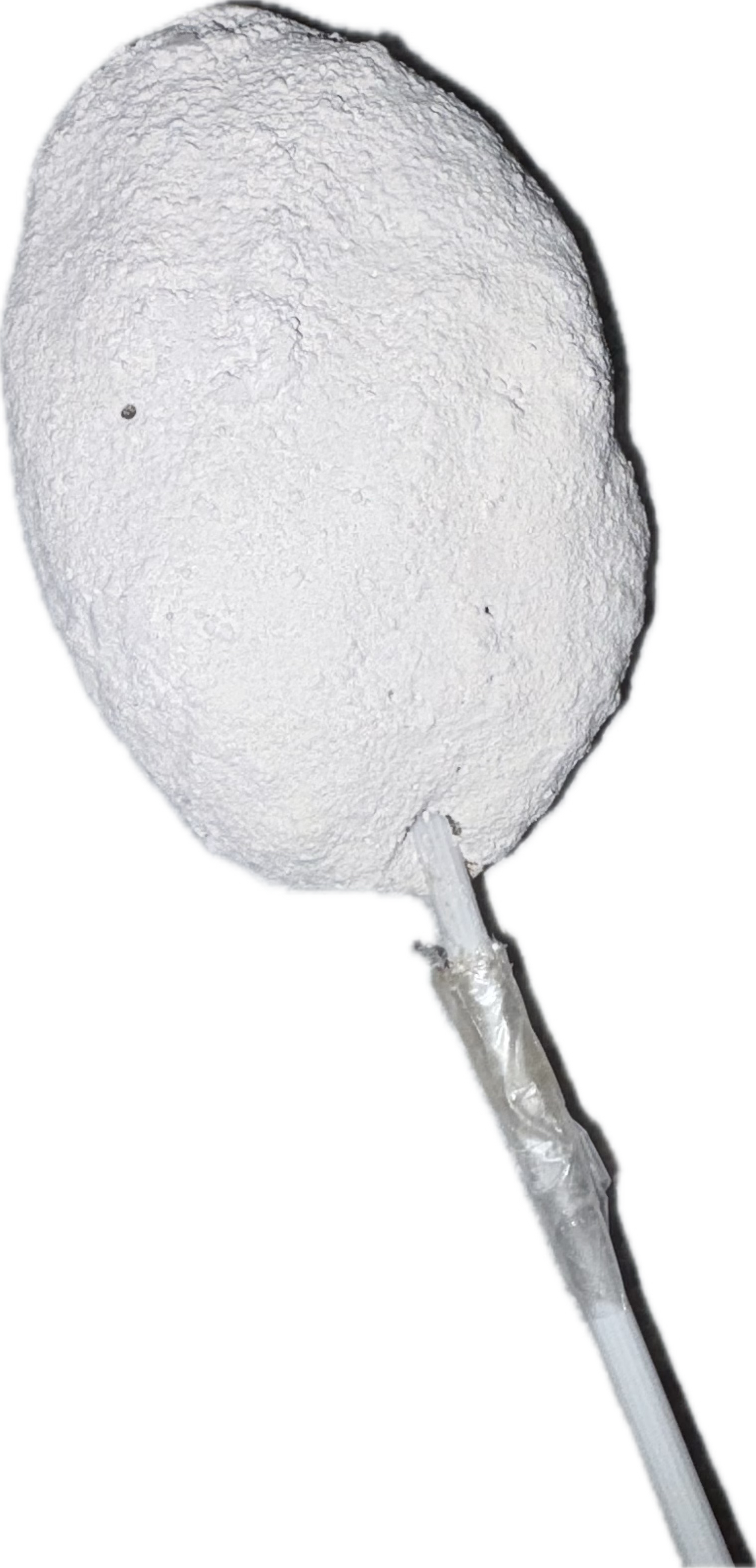 Paleta Moricoco ( creación de barrolga)